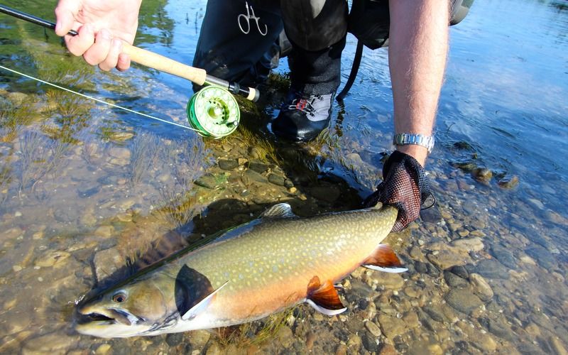 Sutton River Brook Trout Ohio Game Fishing